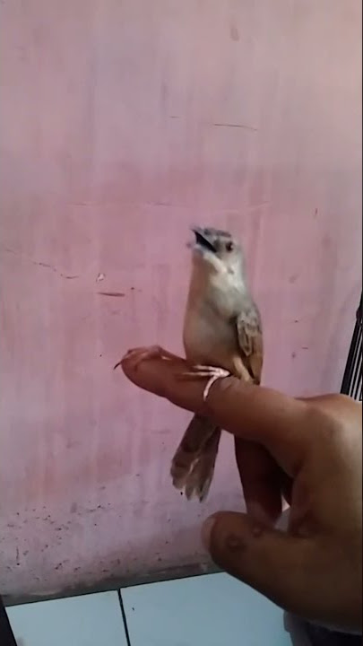 cigun jinak | tembakan full belalang mas.