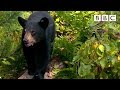 Cute nine month old bear cub meets bees for the first time 🐻😍🐝 | Meet The Bears - BBC