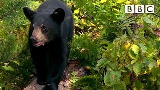 Cute nine month old bear cub meets bees for the first time 🐻😍🐝 | Meet The Bears - BBC