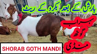 BARISH K BAAD BAKRO K RATE | بارش کے بعد بکرو کے ریٹ  | SHORAB GOTH MANDI | Animal Market