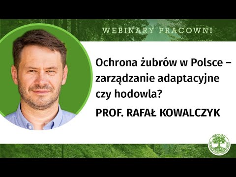 Ochrona żubrów w Polsce – zarządzanie adaptacyjne czy hodowla?