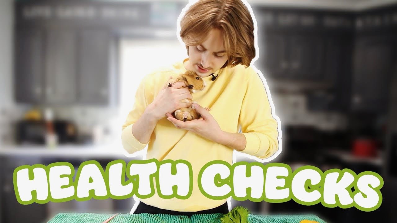 HOW TO: GUINEA PIG HEALTH CHECKS - YouTube