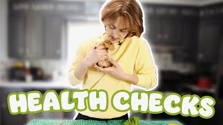 HOW TO: GUINEA PIG HEALTH CHECKS