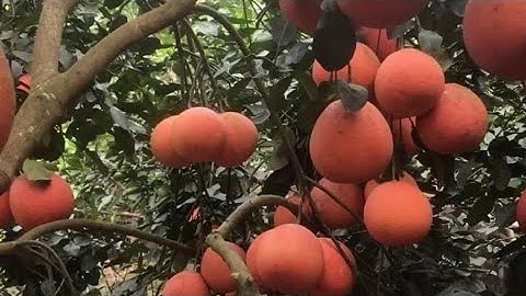 Cây Giống bưởi đỏ tiến vua