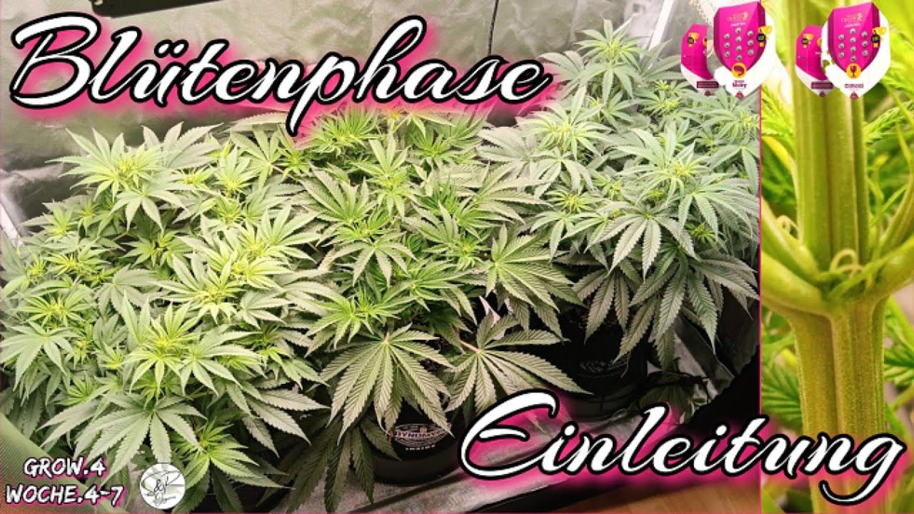 Cannabis Grow Einleitung der Blütenphase !RQS Critical & White widow x Haze! Spider Farmer Set-up