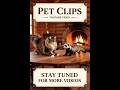 FUNNIEST PET Videos (part 3) 😂 Super Funny#shorts