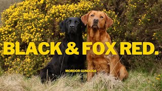 Introduction To Our Mordor Labradors