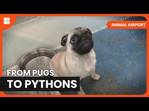 Documentary backdrop image for Illegal Puppy Scam (2024)