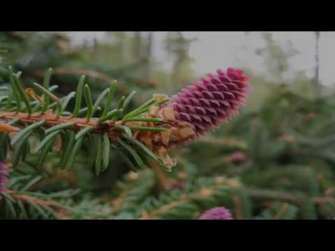 Video: Atšķirība Starp Angiospermiem Un Gymnosperms