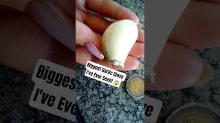 worlds Biggest Garlic Clove, Must See! 😱😱😱 #GuinnessBeer #World #Trendinh