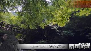 Раыд Мухаммад Курди - чтение из суры ( Аль - Фатх )