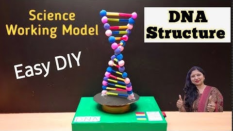DNA Structure Working model/DNA Model with Clay/School project for science exhibition/KansalCreation