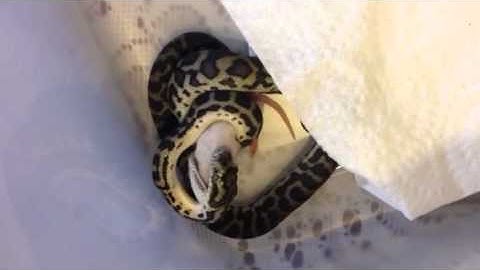 my baby south west carpet python eating