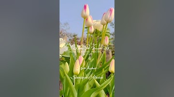 سورة الذاريات الآية(20)||وَفِي الْأَرْضِ آيَاتٌ لِّلْمُوقِنِينَ||القارئ إسلام صبحي #قرآن