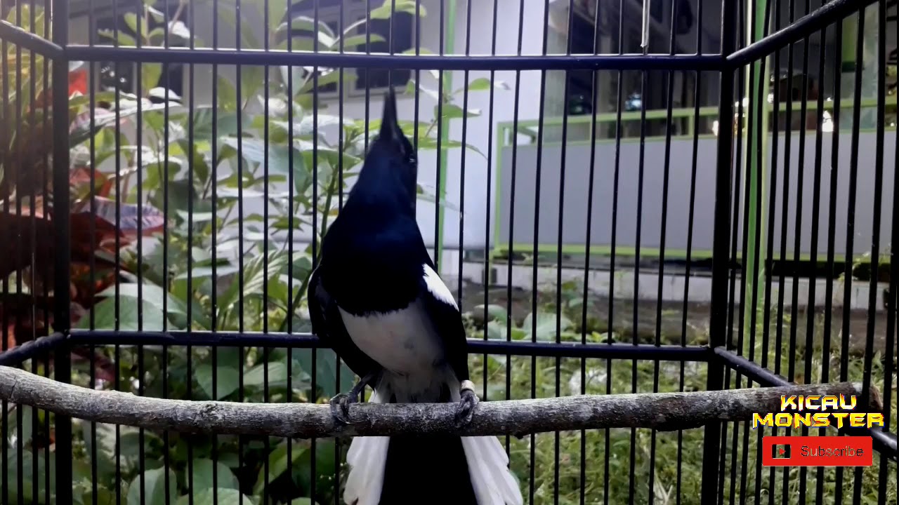 BURUNG KACER GACOR Untuk Pancing bunyi 