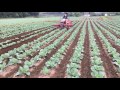 キャベツ中耕培土 三連
