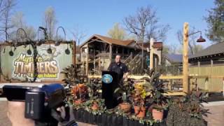 Mystic Timbers Opening Ceremony - Kings Island - NEW 2017