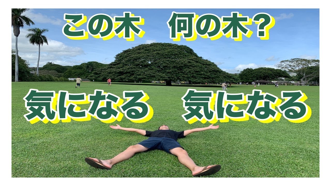 ハワイ・日立の木のCM】で有名なこの木なんの木気になる木を見に行っ