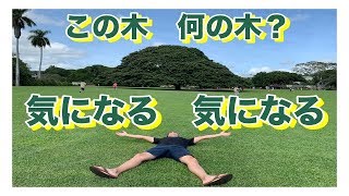 ハワイ・日立の木のCM】で有名なこの木なんの木気になる木を見に行っ