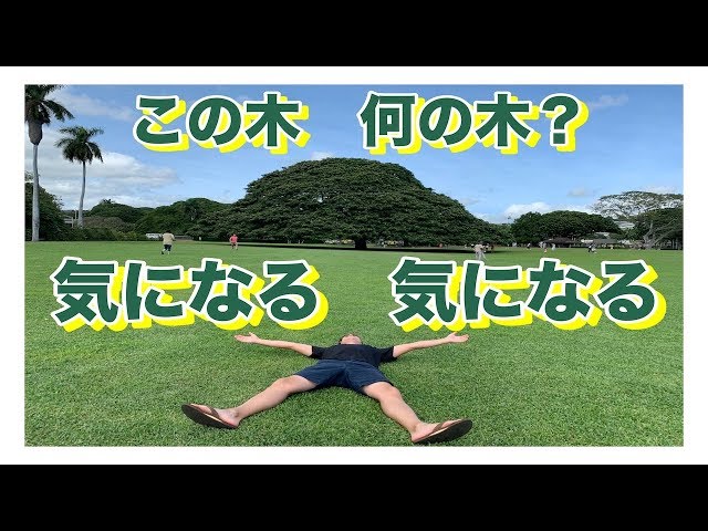 ハワイ・日立の木のCM】で有名なこの木なんの木気になる木を見に行っ