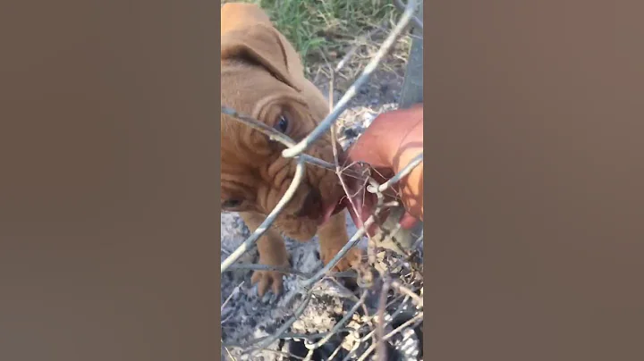 Dog licks hand - DayDayNews