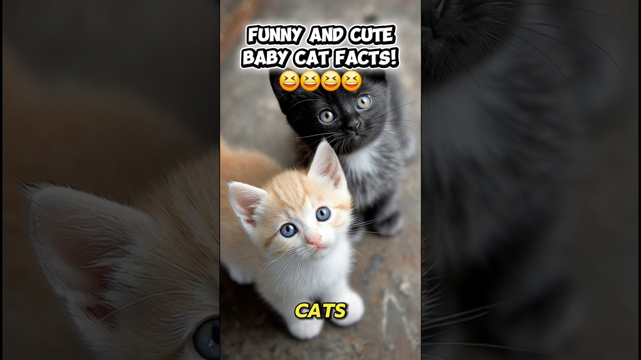 Cutest Baby Cat Facts You Won’t Believe , The Last one is  Insane!😻🐾