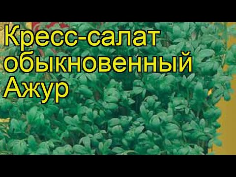 Видео: Кресс-салат почвопокровный: информация о выращивании и уходе за растениями кресс-салата