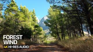Forest Wind Sounds for Sleep & Focus | Pine Forest Ambience 4K