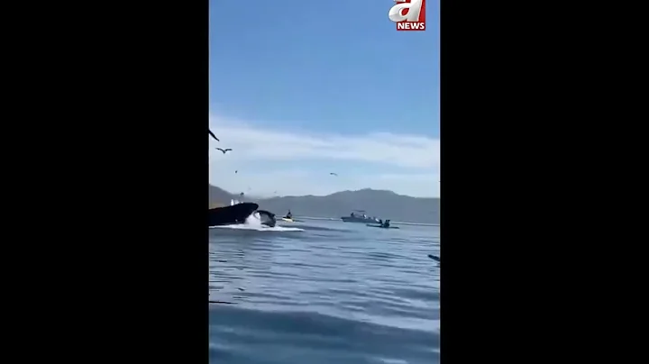 Whale swallows two women, then spits them unharmed