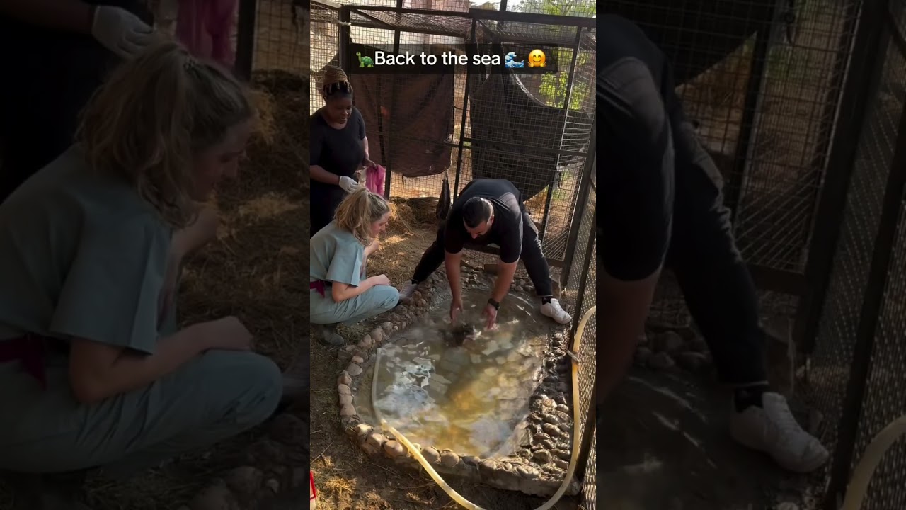 Save the legend back to the sea!! 