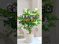 디퓨저 필요없어요🌿 화분 하나로 집 향기 끝낸 현실 후기