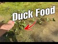 Duck food  natural food for ducks  farm pond update