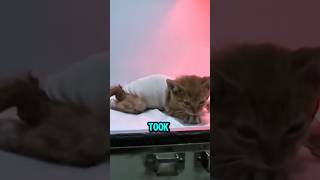 Someone Rescued A Poor Cat. 6