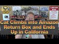 Cat climbs into amazon return box and ends up in california