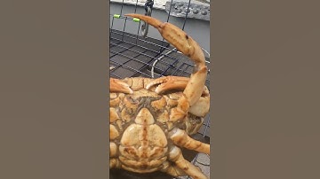 Male VS Female Dungeness Crab Identification
