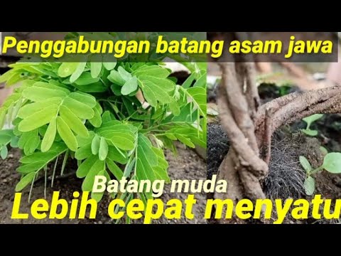 Video: Penggabungan mana yang lebih cepat?