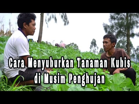 Video: Kubis Kvasim untuk musim dingin - cara tertua