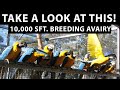 Exotic Bird breeding facility for Macaws, Parrots, Amazon, Cockatoos, eclectus parrot.