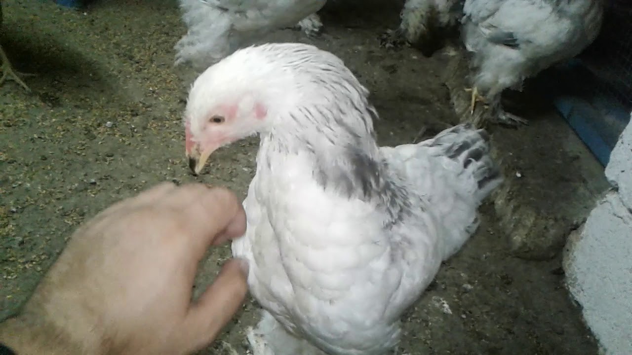 Cucelerin boy artiminda Calsi qlukanatin rolu