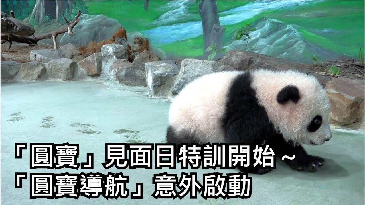 「圓寶」見面日特訓開始～「圓寶導航」意外啟動