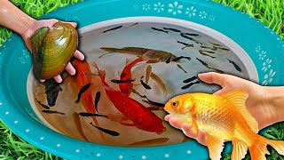 Ping Pong Guppy Goldfish Carps Betta Ram Tiger Barb Koi Fish Angelfish Catfish Cute Animals Video