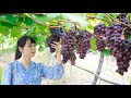 Use grape fruit to create several traditional Chinese food 葡萄熟透了，摘一背簍回來做成各種各樣的美食｜Lizhangliu Channel