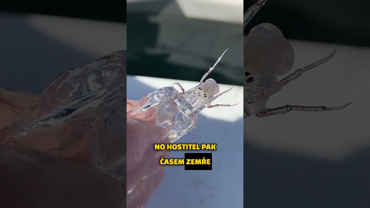 PARAZITOID PODMOŘSKÉ ŘÍŠE🦐 