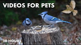 Saturday Morning Cartoons for Pets  Blue Jays, Squirrels, Doves and More  Cat TV  Dec 02, 2023