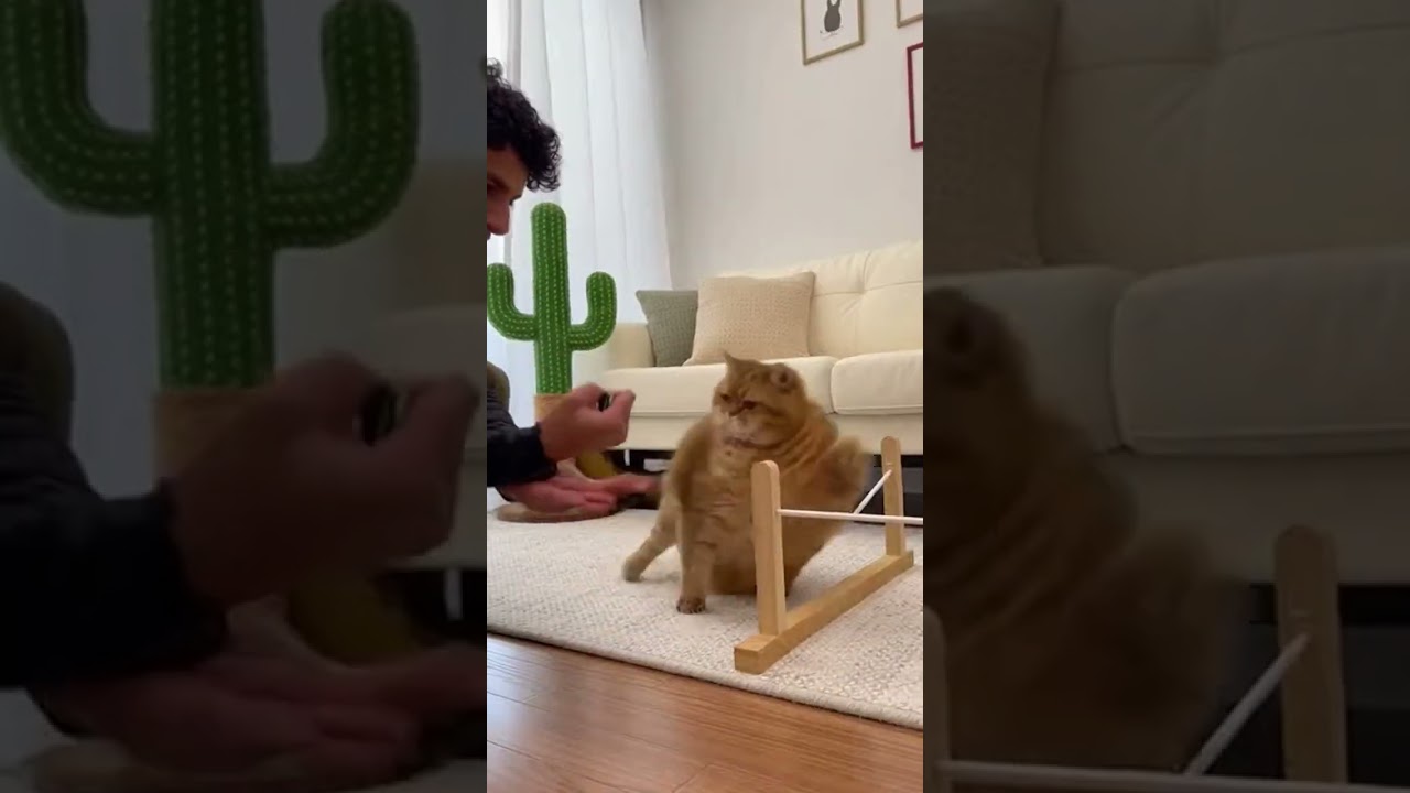 Episode 78: Cute Kid Moments - The cat is named Cream - Perfect for relaxing 