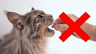 14 Human Foods That Can KILL Your Cat