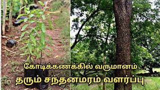 சந்தன மரங்கள் வளர்க்கும் முறைகள் || sandal wood tree cultivation in tamil || Uzhavan magan