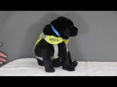 This is Benny  He fell asleep during his guide dog initiation photoshoot  1210 we still think he has
