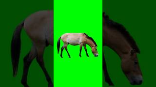 Horse Green Screen Video Hd