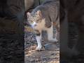 頬擦り猫さんに完全にロックオンされた件#猫#cat #好きな子猫#地域猫#ロックオン